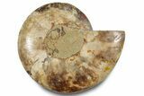 Cut & Polished Ammonite Fossil (Half) - Madagascar #283412-1